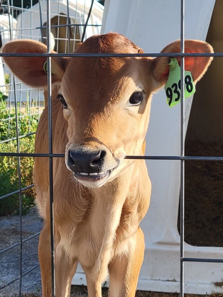 Jersey calf at Clover Farms available for classroom adoption