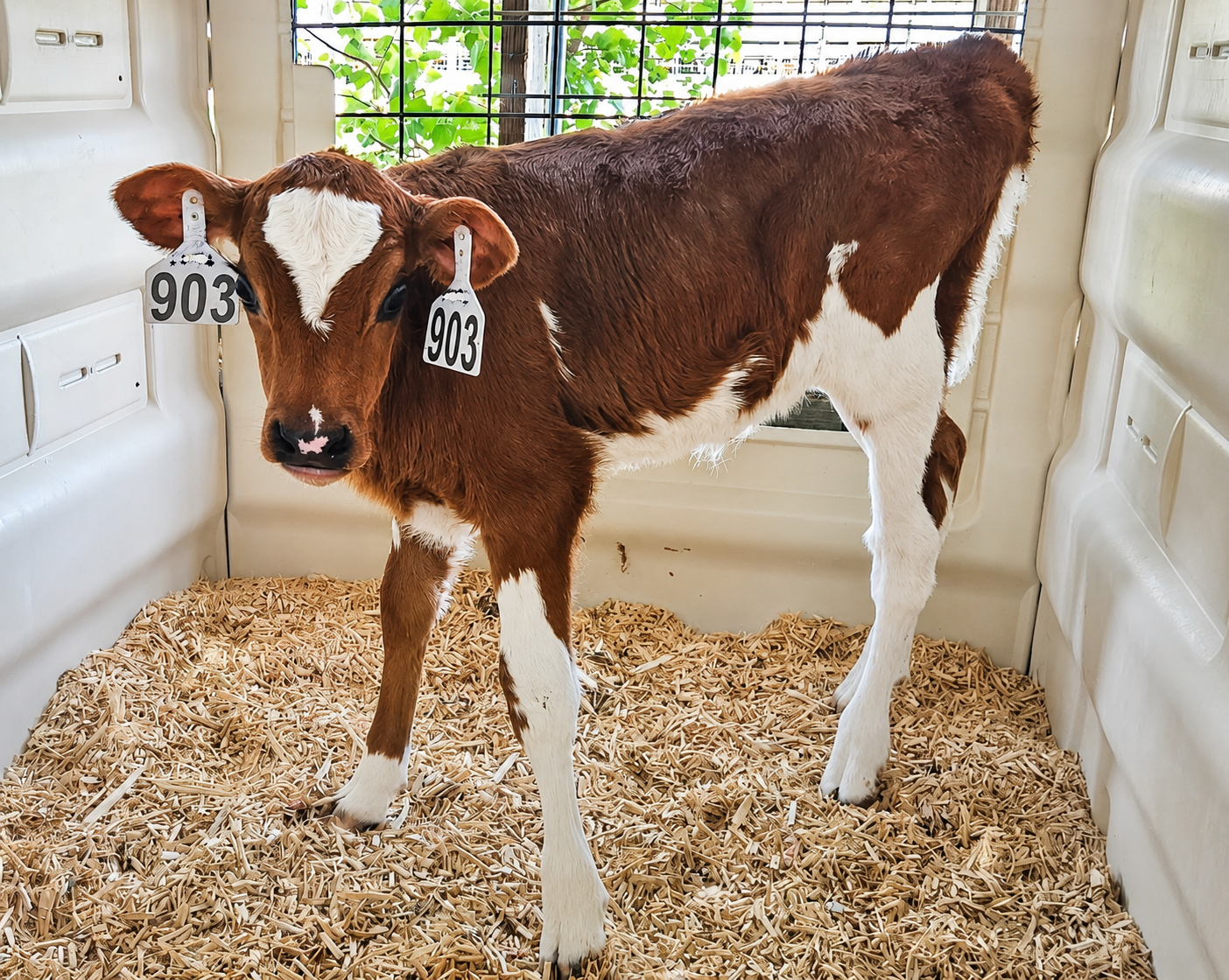 Holstein calf at Henrichs Dairy Farm in Breese, Illinois available for classroom adoption